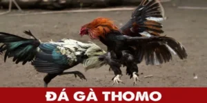 Đá Gà Thomo – Hình Thức Giải Trí Cá Cược Đáng Mong Đợi 2025